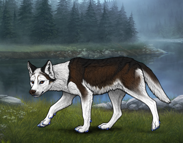 Piebald Torn Wolvden