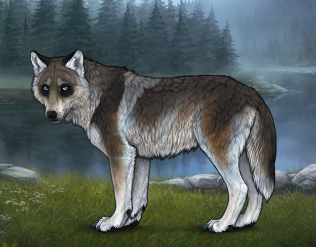 Random Wolf Image