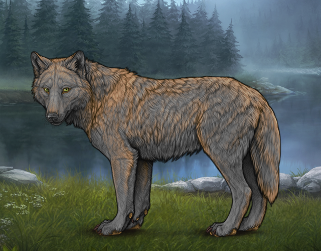 Angus Wolves Angus |:| Wolvden