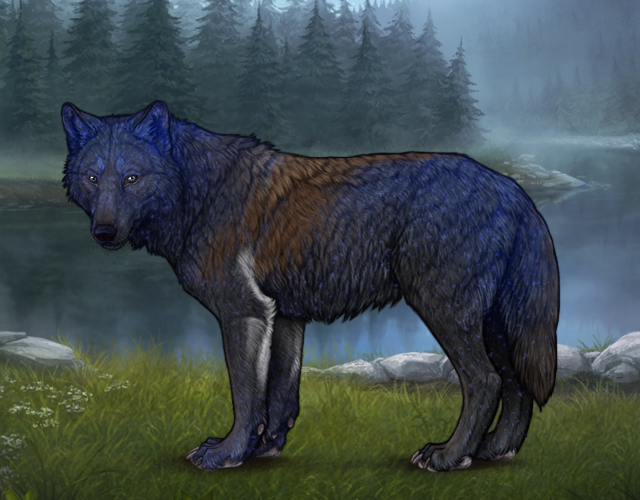 New Befriended Wolf |:| Wolvden