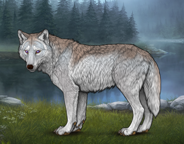 New Befriended Wolf |:| Wolvden