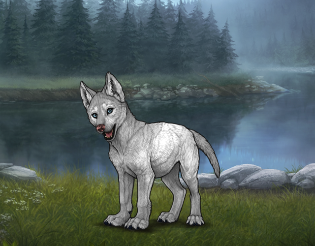 Random Wolf Image