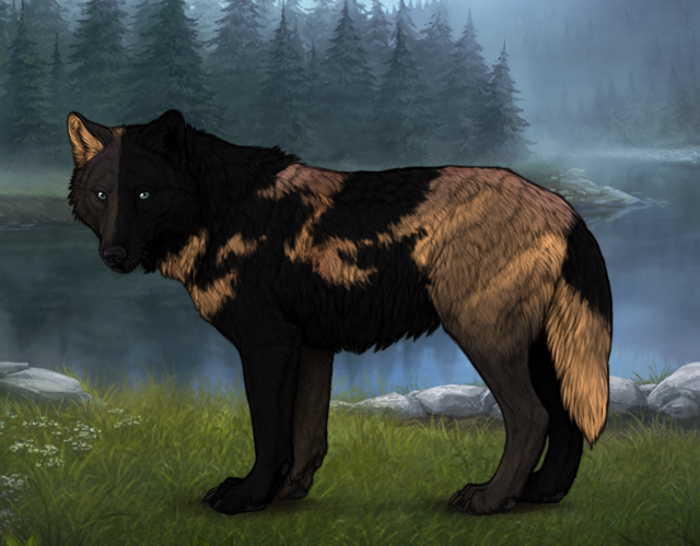 Wolf Reverse Split G2 Steel Blue Split |:| Wolvden