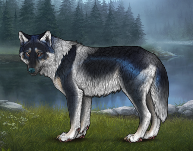 New Befriended Wolf |:| Wolvden