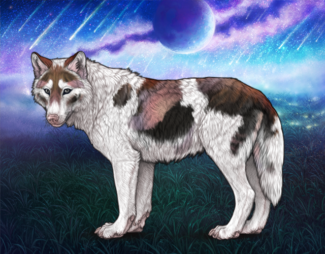 M Piebald: Biewer PROTECT |:| Wolvden