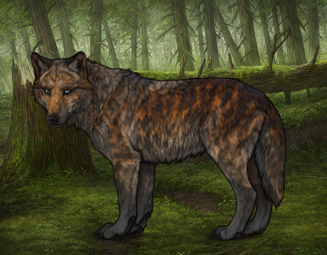 Chased Wolf Spotting - Revamped |:| Wolvden