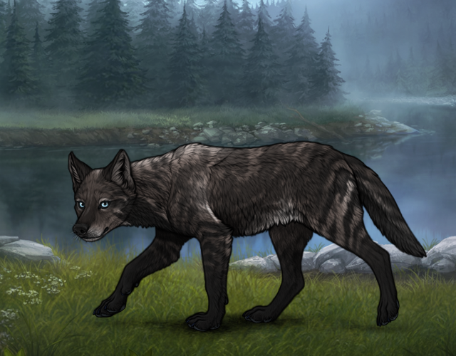 Random Wolf Image