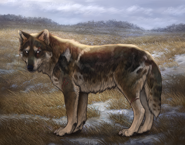 What wolf from the person above is best decorated? |:| Wolvden