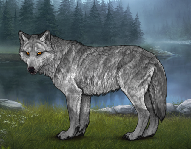 Chased Wolf Spotting - Revamped |:| Wolvden