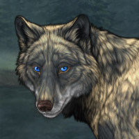 Wolf Headshot