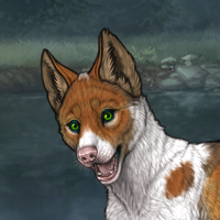 Piebald G4 T2 2m Chaser Headshot