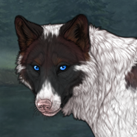 Coot - Piebald Biewer Headshot