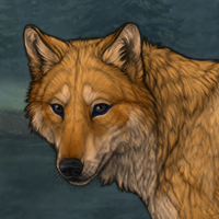 Dingo Headshot