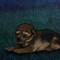 New Puppy Headshot