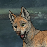 dingo Headshot