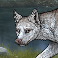 Inuit Merle Urajiro Male Headshot