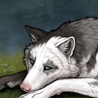Wolf Headshot
