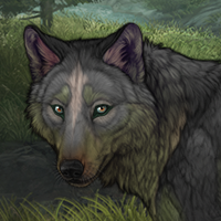 Shade In Thick Forest Headshot