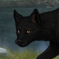 Toasterwolf Headshot