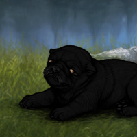 Melanism brachy! Immortal Headshot