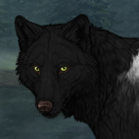 Wolf Headshot