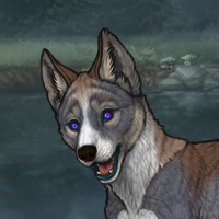 enclave husky Headshot