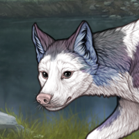 Piebald: Frontal Headshot