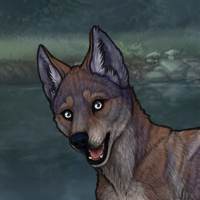 T1 Dark fawn, white eyes Headshot