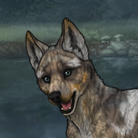 T2 268 SB merle orca Headshot