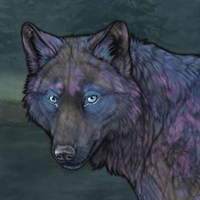 Stardust Winterwolf Headshot