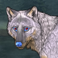 Male wolf Headshot