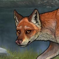 Fox (finish) Headshot