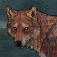 Saffron Wolv/Soay S9/10 Headshot