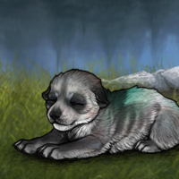 Enclave New Largest Puppy Headshot