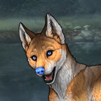 Rufous enclave Headshot