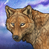Coyote ☀️ Headshot