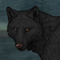 Sell black wolf Headshot