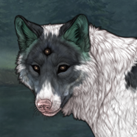 Spdagi piebald Headshot