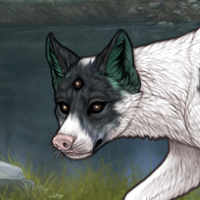 Spdagi piebald Headshot