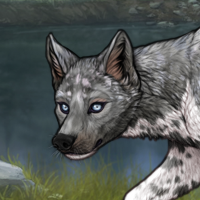 Piebald: Zerdava M Husky Headshot