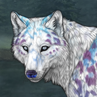 G2 Merle Husky Selunia Headshot