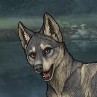 M 3M Husky Tamaskan Headshot