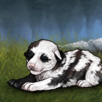 Piebald runt Headshot