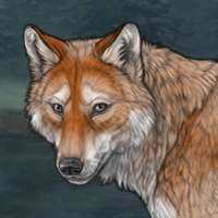 Wolf Headshot