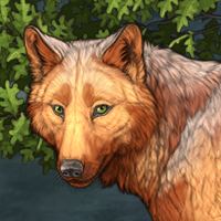 Wolf Headshot