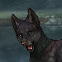 Argus Gravel Headshot