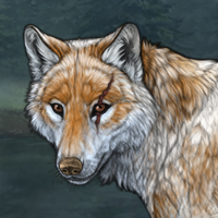 Wolf Headshot