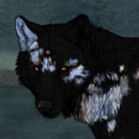 Mottled,  2 x merle Headshot