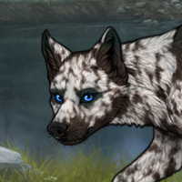 Dark Fawn, 5x merle, male Headshot