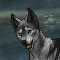 slate husky Headshot